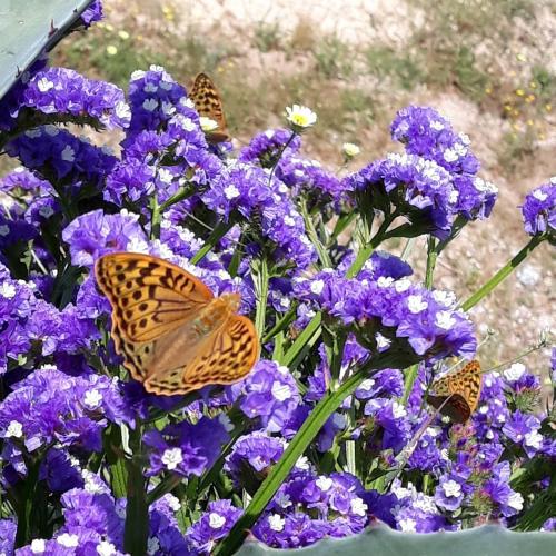 two butterflies are sitting on purple flowers at Quinta da Barroquinha in Vale de Prazeres