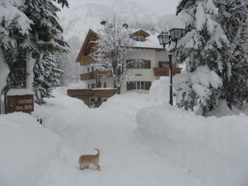 a cat standing in the snow in front of a house at Appartamenti Lezuo Iris in Arabba