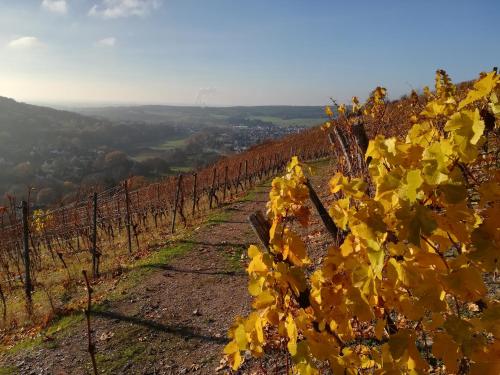 a vineyard in the fall with yellow leaves at Gasthaus Dörsthof in Alzenau