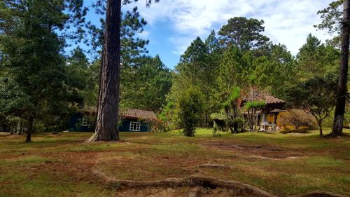 een huis in het midden van een veld met bomen bij Cabañas Bosque llano de la Virgen in Intibucá