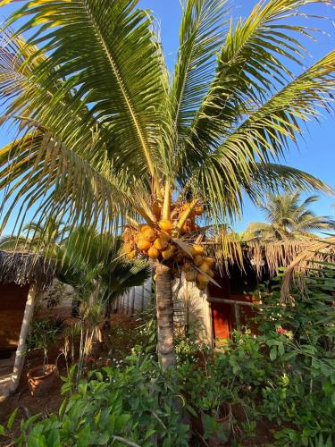 a palm tree with a bunch of bananas on it at Guacamayo Rooms & Bungalows in Máncora