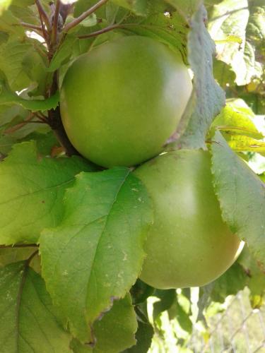 a bunch of green apples growing on a tree at Cabañas Troncos de Alerce en Puerto Montt con tinaja caliente in Alerce