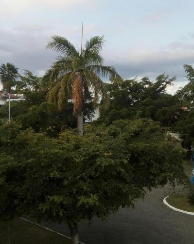 a palm tree in the middle of some trees at Sea Shell Palms, Ocho Rios in Ocho Rios