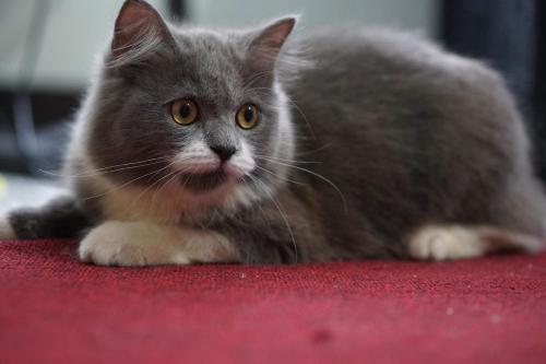un gato gris sentado en una alfombra roja en May’s Home Away from Home, en Cebú