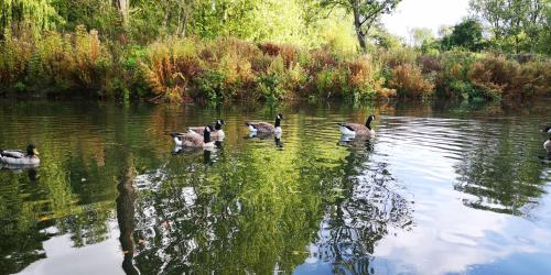 a group of ducks swimming in the water at Magpie 4 Hot Tub Huntersmoon-Warminster-Bath-Salisbury in Warminster