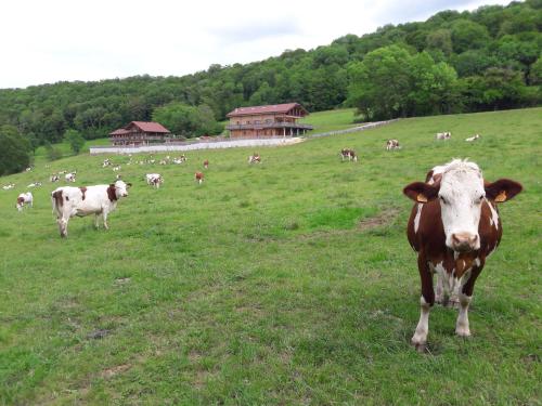 Animales en el hostal o pensión o alrededores