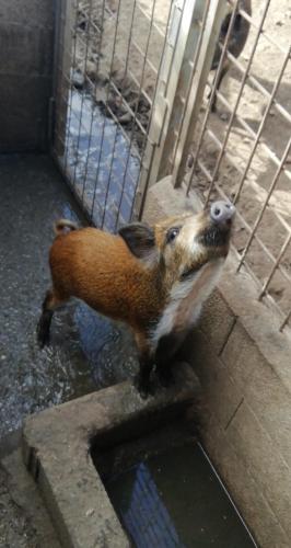 a small animal standing next to a cage at B&B Badde Cubas in Usini