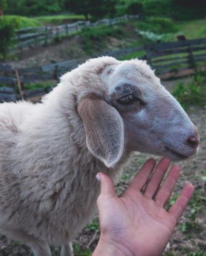 a person is reaching out to pet a sheep at Farm stay Synergia - Hiden treasure in Pazin
