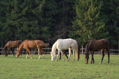 a group of horses grazing in a field at Hotel Ranč u Edyho in Námestovo
