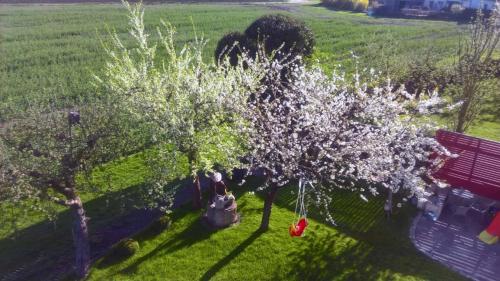 an overhead view of a tree with bags hanging from it at Ferienwohnung "Auszeit" in Hofheim in Unterfranken
