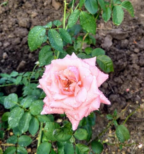 a pink rose with rain on it at BenCastle Villa in Gros Islet