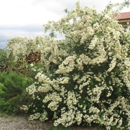 ein großer Busch mit weißen Blumen drauf in der Unterkunft ospitalità rurale in Agliè