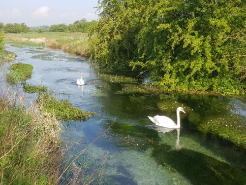 two white swans are swimming in a river at Wold Escapes, Highfield Farm in Great Driffield