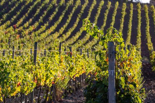 a vineyard with rows of green grape vines at La Foresteria di Rocca di Frassinello in Gavorrano