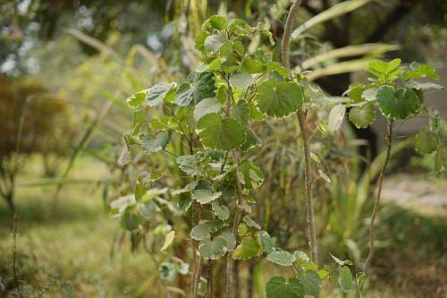 a group of green leaves on a tree at Villa Amarant - Private Garden with Pool Retreat in Sanyang