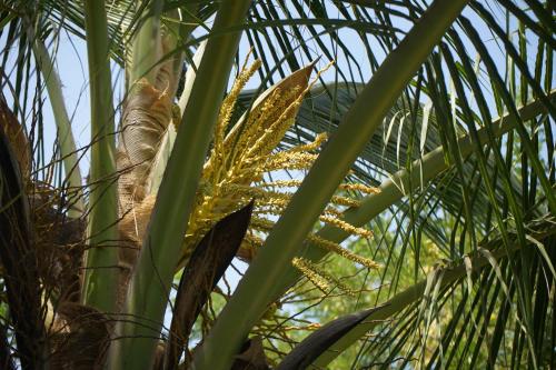 a cat sitting on top of a palm tree at Villa Amarant - Private Garden with Pool Retreat in Sanyang