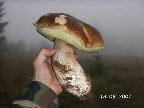 a person holding a mushroom in their hand at Horská chata Stará Horáreň 1 in Dobšiná