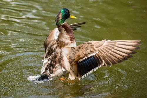 a duck swimming in the water with its wings out at Reikartz Park Hotel Ivano-Frankivsk in Ivano-Frankivsk
