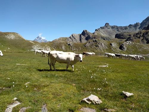 a herd of cows grazing in a field of grass at Agriturismo Ciambun in Sampeire
