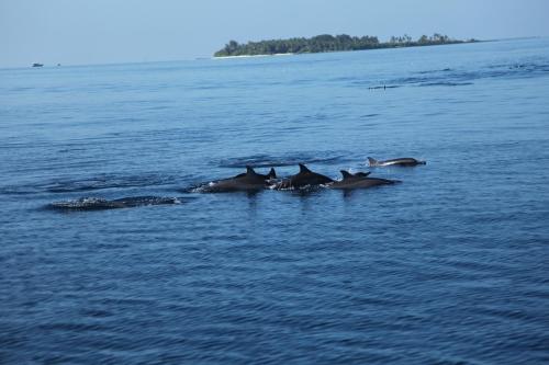 a group of dolphins swimming in the water at Arora Inn in Maafushi
