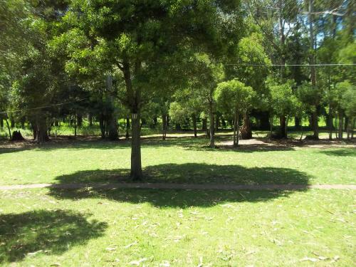 a tree in the middle of a grass field at La Posada del Mar in Miramar