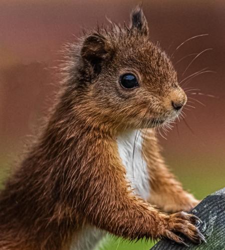 a small squirrel sitting on top of a pole at Settlers Lodge in Otterburn