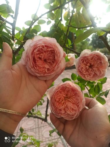 a person holding three pink flowers in their hands at AKU HOUSE Villa Ao vua in Ba Vì