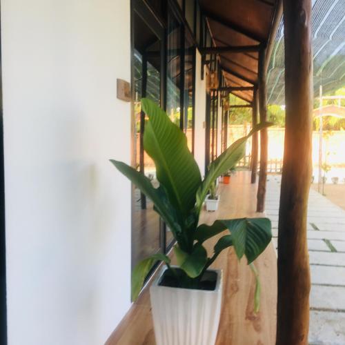 a plant in a white vase sitting on a ledge at Bebe Homestay Phu Quoc in Phu Quoc