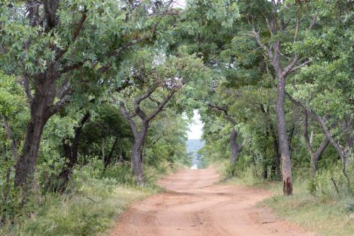 a dirt road through a forest with trees at Die Boskamp Self-Catering Bush Retreat in Marble Hall