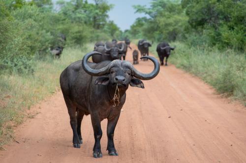 a group of animals walking down a dirt road at Die Boskamp Self-Catering Bush Retreat in Marble Hall