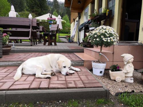 a white dog laying on a brick patio at Penzión Pod Guglom in Mlynky 