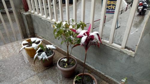 a group of potted plants sitting on a window sill at Hotel Milam Inn in Almora