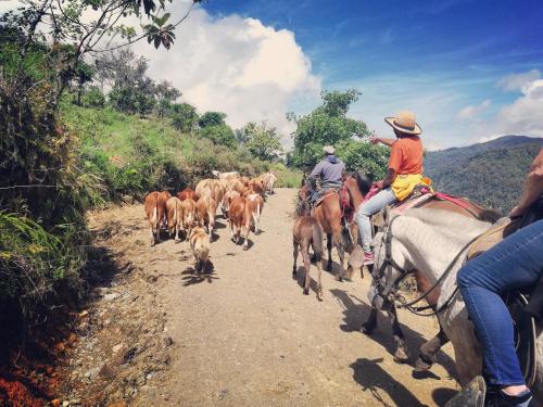 um grupo de pessoas a montar cavalos numa estrada de terra com gado em Finca Queveri em Orosí