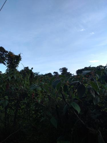a field of plants with the sky in the background at Hosteria La Roulotte - Mindo in Mindo