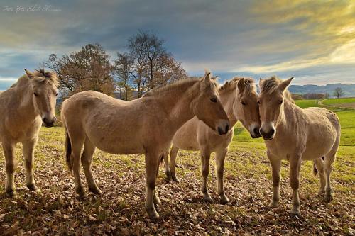 a group of horses standing in a field at Ferienwohnung Mörlenbach in Mörlenbach