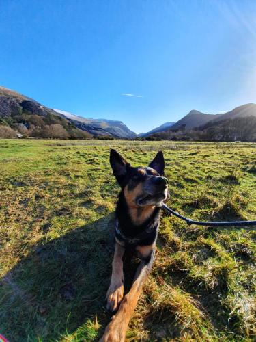 a dog on a leash laying in a field at Snowdon Street in Llanberis
