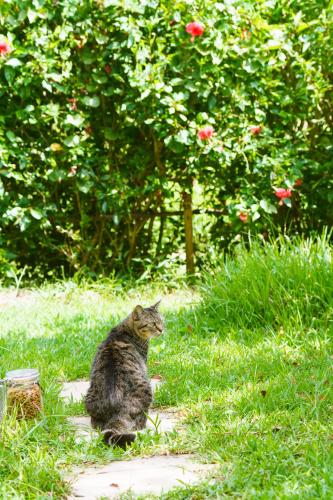 a cat sitting in the grass in a field at 姉と弟の家 in Nanjo
