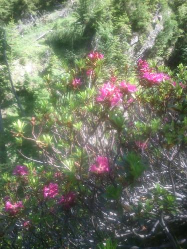 a group of pink flowers in a garden at Lenzbauer in Lessach