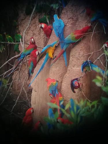 a group of colorful birds sitting on a branch at Ecolucerna Lodge Tambopata in Puerto Maldonado