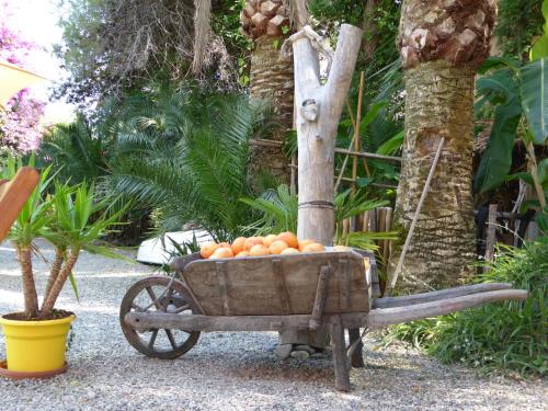 Une brouette pleine d'oranges dans un jardin dans l'établissement Relais de Bravone, à Linguizzetta