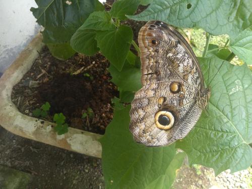 a butterfly sitting on top of a plant at Hosteria La Roulotte - Mindo in Mindo