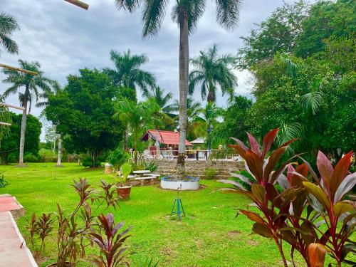 a garden with a palm tree and a house at Hotel Green River in Izamal