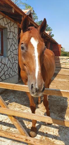 Animales en la casa de huéspedes o alrededores