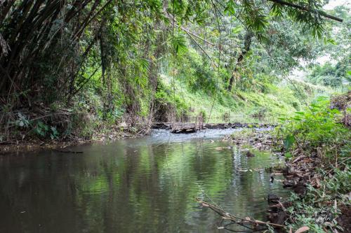 a river in the middle of a forest at Papai Country Lodge SHA in Ban Mae Pong