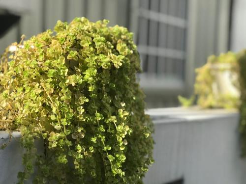 a green plant in front of a building at Na Jie 17 in Donghe