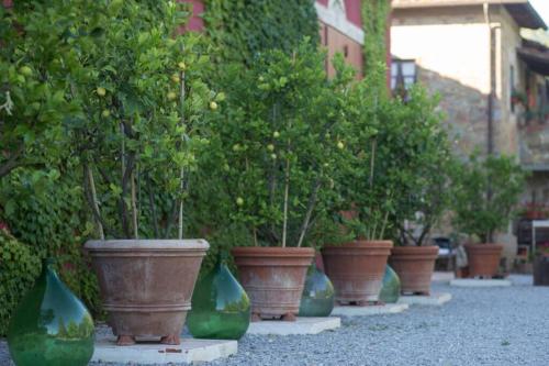 a row of green potted plants on a street at Agriturismo Casariccio - Casa Viola in Bucine