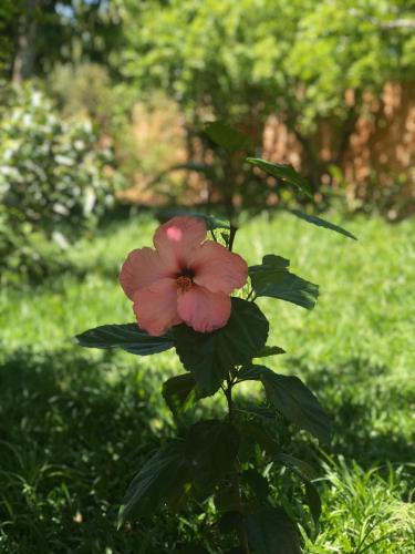 a pink flower on a plant in the grass at Pousada Portalcion in Goiás