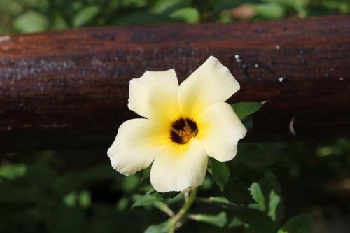 a white and yellow flower next to a wooden fence at Pousada Portalcion in Goiás
