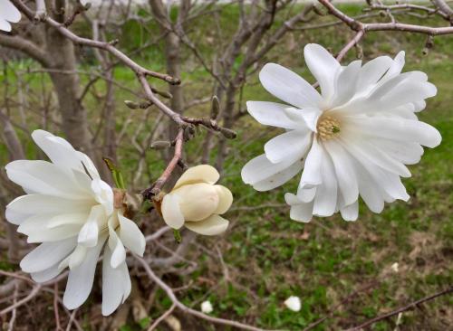 two white flowers on a branch of a tree at Pine Crest Motel & Cabins in Barton