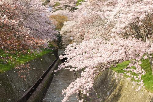 a group of cherry trees with pink flowers on a bridge at Temple-stay WAQOO Mii-dera in Otsu